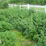 Tataneasa-Symphytum officinale