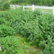 Tataneasa-Symphytum officinale - Img 2
