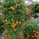 Thunbergia alata mix-Suzana cu ochi negrii - Img 3