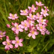 Tintaura-Centaurium erythraea - Img 1