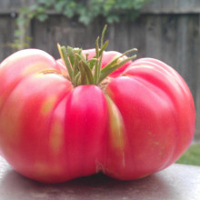 Tomate Brandywine Pink