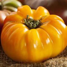 Tomate Brandywine Yellow