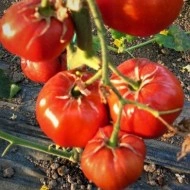 Tomate Buzau 22