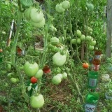 Tomate Buzau 50 - Img 2
