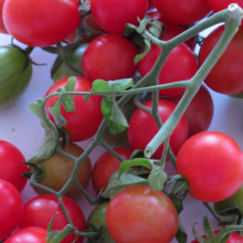 Tomate cherry Gartenperle