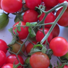 Tomate cherry Gartenperle - Img 2