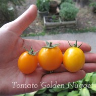 Tomate cherry Gold Nugget