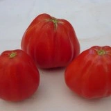Tomate Coeur d'Albenga - Img 5