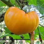 Tomate Inima de Bou Orange - Img 3