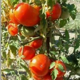 Tomate Marmande