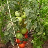 Tomate Naslada F1