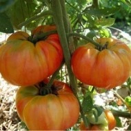Tomate Old German