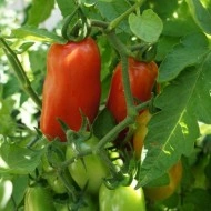 Tomate San Marzano - Img 2