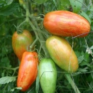 Tomate Speckled Roman - Img 6