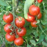 Tomate Tigerella - Img 2