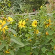 Topinambur-Helianthus tuberosus - Img 6
