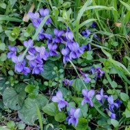 Toporas-Viola Odorata