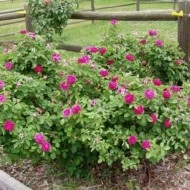Trandafir de dulceata Rose de Rescht - Img 2