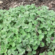Unguras-Marrubium vulgare