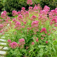 Valeriana rosie-Centranthus ruber