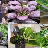 Varza chinezeasca Pak Choi Rubi F1