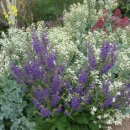 Varza de mare-Crambe maritima - Img 3