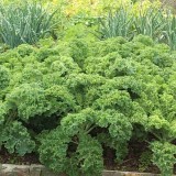 Varza Kale