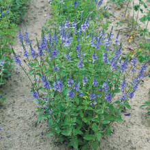 Veronica Teucrium Royal Blue