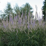 ﻿Veronicastrum virginicum