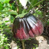 Vinete Black Beauty