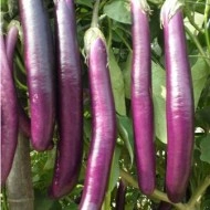 Vinete Long Purple - Img 4