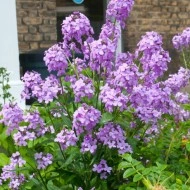 Violeta de noapte-Hesperis Matronalis - Img 3