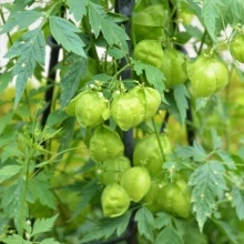 Vita de balon-Cardiospermum halicacabum - Img 7