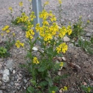 Winter Cress-Barbarea Vulgaris - Img 7