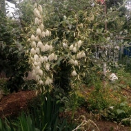 Yucca filamentosa - Img 3