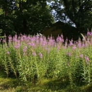 Zburatoarea-Epilobium angustifolium