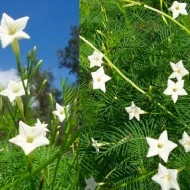 Zorele-Ipomoea Cardianal Climber White - Img 2