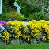 Alyssum saxatile Gold - Img 5
