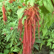 Amaranthus caudatus Coral Fountain