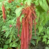 Amaranthus caudatus Coral Fountain
