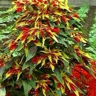 Amaranthus tricolor Splendens - Img 2