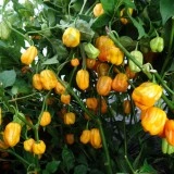 Ardei iute Habanero Yellow - Img 2