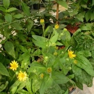 Arnica montana - Img 7