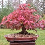 Artar japonez-Acer palmatum atropurpurea - Img 8
