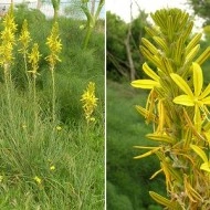 Asphodeline lutea - Img 3