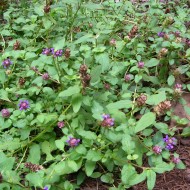 Busuioc de camp-Prunella Vulgaris