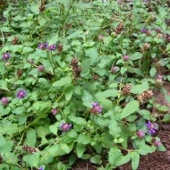 Busuioc de camp-Prunella Vulgaris - Img 6