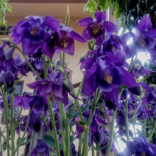 Caldarusa-Aquilegia Vulgaris Blue