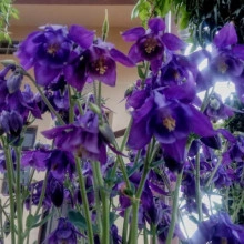 Caldarusa-Aquilegia Vulgaris Blue
