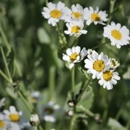 Calomfir-Tanacetum Balsamita